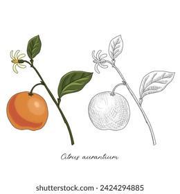 vector drawing bitter orange, Citrus aurantium at white background, hand drawn illustration
