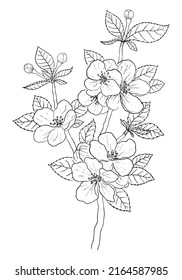 VECTOR DRAWING OF A BLACK BRANCH OF A FLOWERING APPLE TREE ON A WHITE BACKGROUND