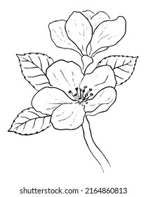 VECTOR DRAWING OF A BLACK BRANCH OF A FLOWERING APPLE TREE ON A WHITE BACKGROUND