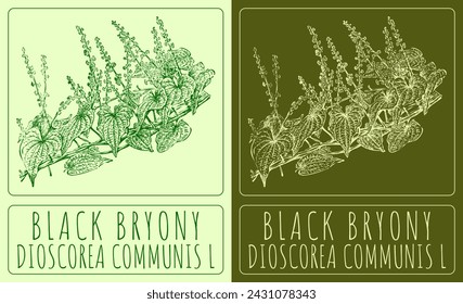 Vector drawing BLACK BRYONY. Hand drawn illustration. The Latin name is DIOSCOREA COMMUNIS L.
