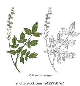 vector drawing black cohosh flower, Actaea racemosa at white background, hand drawn illustration