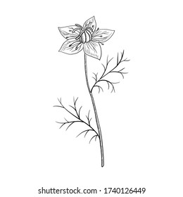 Vector Drawing Black Cumin, Nigella Sativa, Hand Drawn Illustration