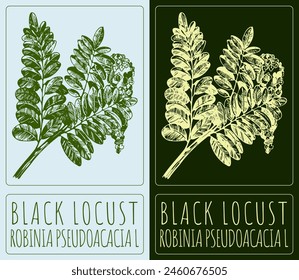 Vector drawing BLACK LOCUST. Hand drawn illustration. The Latin name is ROBINIA PSEUDOACACIA L.
