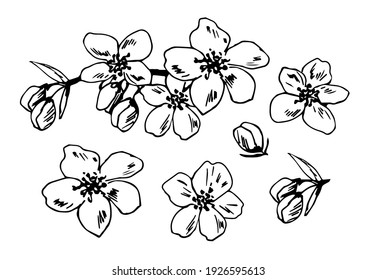 Dibujo vectorial con contorno negro. Conjunto de elementos de cerezo floreciente, sakura. Flores, rama, brote para el diseño de primavera. Tiempo de floración. Para la decoración, postales, invitaciones, cosméticos, belleza.