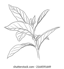 VECTOR DRAWING OF A BLACK PERSIMMON TWIG ON A WHITE BACKGROUND