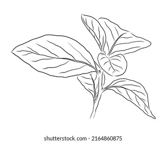 VECTOR DRAWING OF A BLACK PERSIMMON TWIG ON A WHITE BACKGROUND