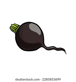 vector drawing black radish , vegetable isolated at white background, hand drawn illustration
