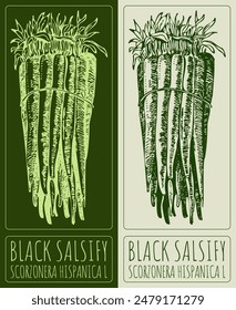 Vector drawing BLACK SALSIFY. Hand drawn illustration. The Latin name is SCORZONERA HISPANICA L.
