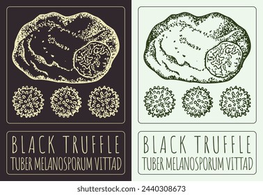 Vector drawing BLACK TRUFFLE . Hand drawn illustration. The Latin name is TUBER MELANOSPORUM VITTAD.
