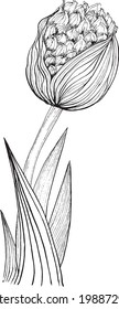 vector drawing of black and white flower bud with leaves