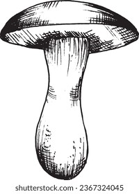 Vector drawing of black and white graphic mushroom, hand drawn forest mushroom, medicinal plant, magic, toxic mushroom