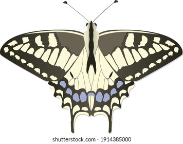Vector drawing of black and yellow swallowtail butterfly