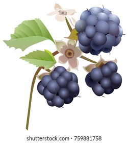 Vector drawing of a BlackBerry Bush