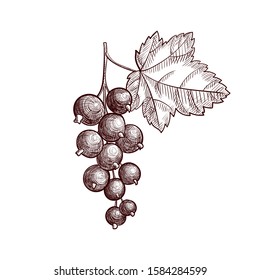 vector drawing blackcurrant berries , hand drawn illustration