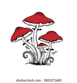 Dibujo vectorial de gráficos agaric de mosca blanca-negra con tapa de seta roja, hongos venenosos del bosque, planta medicinal, magia, hongos tóxicos aislados en fondo blanco para impresión.