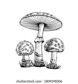 Vector drawing black  white fly agaric graphics and red mushroom cap  forest poisonous mushroom  medicinal plant  magic  toxic mushroom isolated white background for printing 