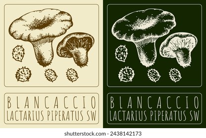 Dibujo vectorial BLANCACCIO. Dibujado a mano ilustración. El nombre latino es LACTARIUS PIPERATUS SW.
