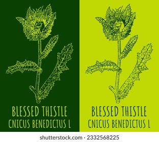 Vector drawing BLESSED THISTLE. Hand drawn illustration. The Latin name is CNICUS BENEDICTUS L.

