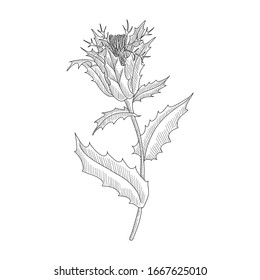 vector drawing blessed thistle,Cnicus benedictus , hand drawn illustration