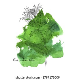 vector drawing blessed thistle,Cnicus benedictus at green watercolor background , hand drawn illustration