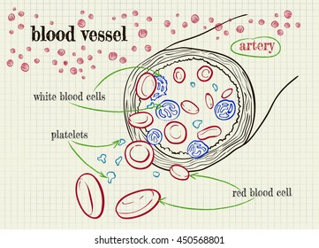 vector drawing of a blood vessel on the notebook sheet