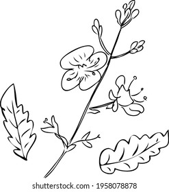 Vektorgrafik Blüte vergessene nicht Ast und Blätter