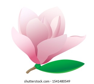 Vector drawing of a blooming pink saucer magnolia, realistic image of a spring flower. Vector EPS 10