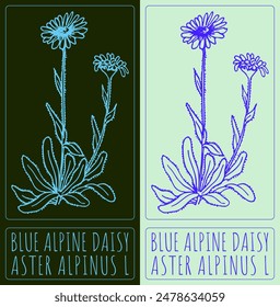 Vector drawing Blue alpine daisy. Hand drawn illustration. The Latin name is Aster alpinus L.
