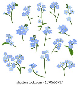 vector drawing blue flowers of forget-me-nots, Scorpion grasses, isolated floral elements at white background, hand drawn illustration