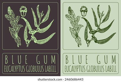 Vector drawing BLUE GUM. Hand drawn illustration. The Latin name is EUCALYPTUS GLOBULUS LABILL.
