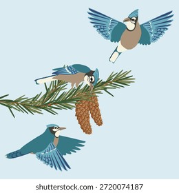 Vector dibujando pájaros azules en la rama de abeto con agujas y conos verdes, ilustración dibujada a mano