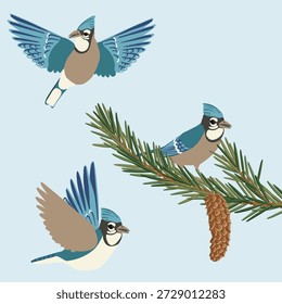 desenho vetorial de aves de gaio azul no ramo de abeto com agulhas e cones verdes, desenho à mão ilustração