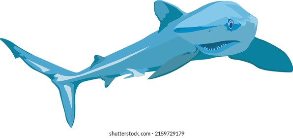 Vector drawing of blue shark preparing for an attack. Blue Shark Silhouette