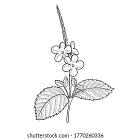 vector drawing blue snakeweed , Stachytarpheta cayennensis, hand drawn illustration of medicinal plant