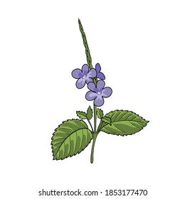 vector drawing blue snakeweed , Stachytarpheta cayennensis, hand drawn illustration of medicinal plant