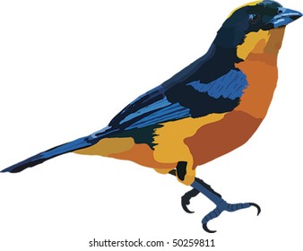 Vector drawing of Blue Winged Mountain Tanager found in the Ecuadorian Rain Forest. Available as raster image