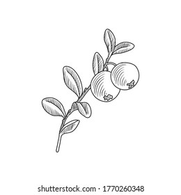 vector drawing blueberry , Vaccinium Cyanococcus , hand drawn illustration of medicinal plant