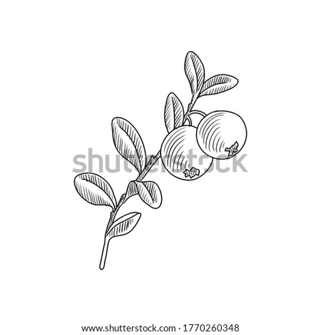 vector drawing blueberry , Vaccinium Cyanococcus , hand drawn illustration of medicinal plant