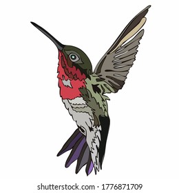 vector drawing of a blue-red-yellow caliber bird in flight with spread wings
