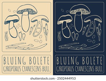 Vector drawing BLUING BOLETE. Hand drawn illustration. Latin name is GYROPORUS CYANESCENS BULL.
