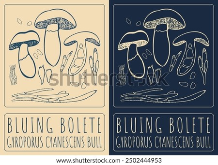 Vector drawing BLUING BOLETE. Hand drawn illustration. Latin name is GYROPORUS CYANESCENS BULL.
