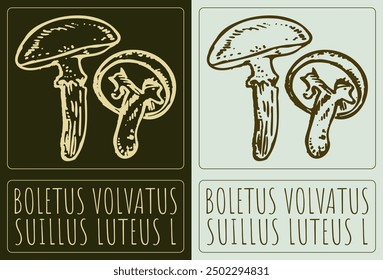 Vector drawing BOLETUS VOLVATUS . Hand drawn illustration. Latin name is SUILLUS LUTEUS L.
