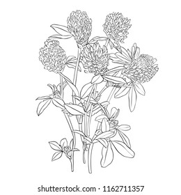 vector drawing boquet of wild flowers, clovers, floral composition, hand drawn illustration