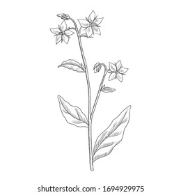 vector drawing borage, Borago officinalis, hand drawn illustration