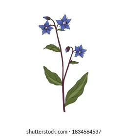 vector drawing borage, Borago officinalis at white background, hand drawn illustration