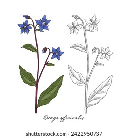 vector drawing borage, Borago officinalis at white background, hand drawn illustration