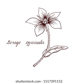 vector drawing borage plant, hand drawn illustration