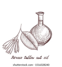 vector drawing borneo tallow nut oil, bottle of vegetable oil and sal tree branch, hand drawn illustration