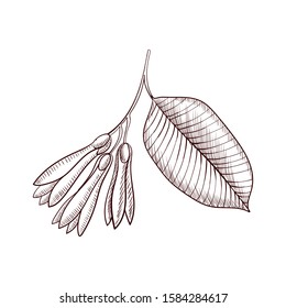 vector drawing borneo tallow nut, sal tree branch, hand drawn illustration