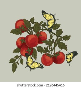 vector drawing botanical illustration tomato branch with fruits and butterflies